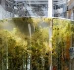 Sphagnum-Kultur im 50L-Bioreaktor an der FH Köthen  (Foto: Maria Glaubitz).