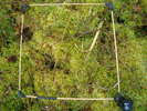 Permanent plot for Sphagnum-monitoring (Universität Greifswald)