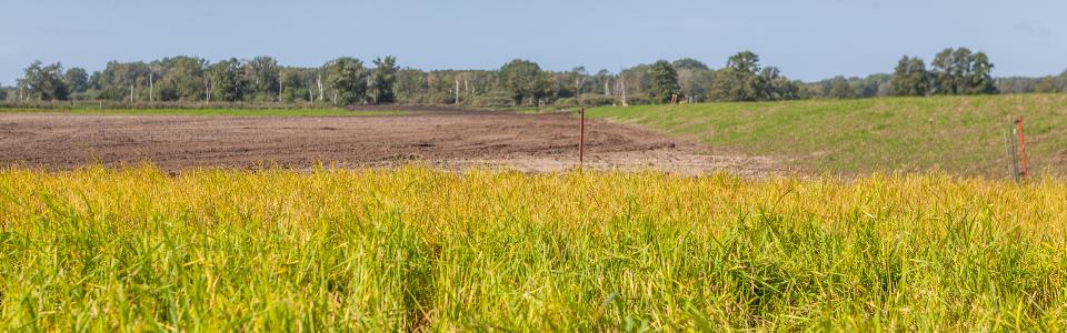Praxisanbau von Rohrkolben (Typha) Demonstrationsfläche „Teichweide“ bei Neukalen
