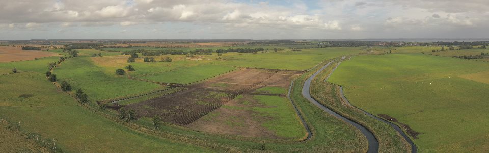 Praxisanbau von Rohrkolben (Typha) Demonstrationsfläche „Teichweide“ bei Neukalen