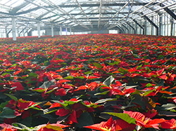 Torfmoos als Substratrohstoff