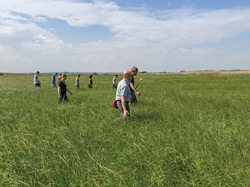 Seggen-Wiesen bei Malchin