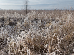 Rohrglanzgrasbestand im Winter