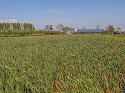 Versuchsfeld in den Niederlanden