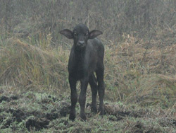 Wasserbüffelkalb